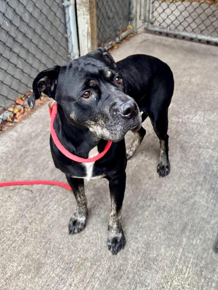 Enlarge Vivi, a ADOPTABLE Pit Bull Terrier in Chicago, IL image 2/5