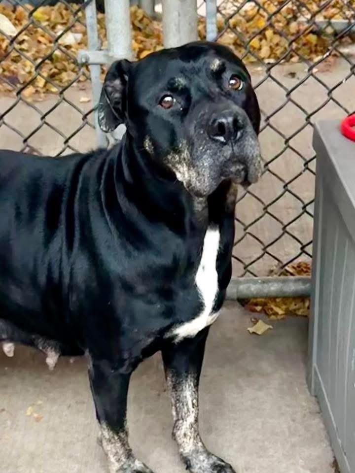 Enlarge Vivi, a ADOPTABLE Pit Bull Terrier in Chicago, IL image 3/5