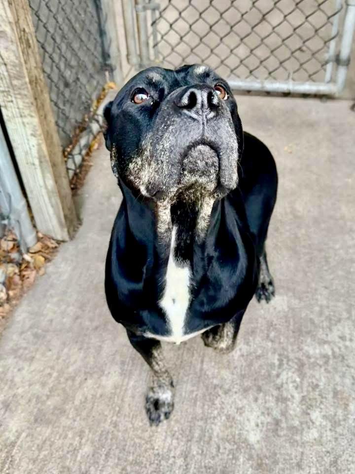 Enlarge Vivi, a ADOPTABLE Pit Bull Terrier in Chicago, IL image 4/5