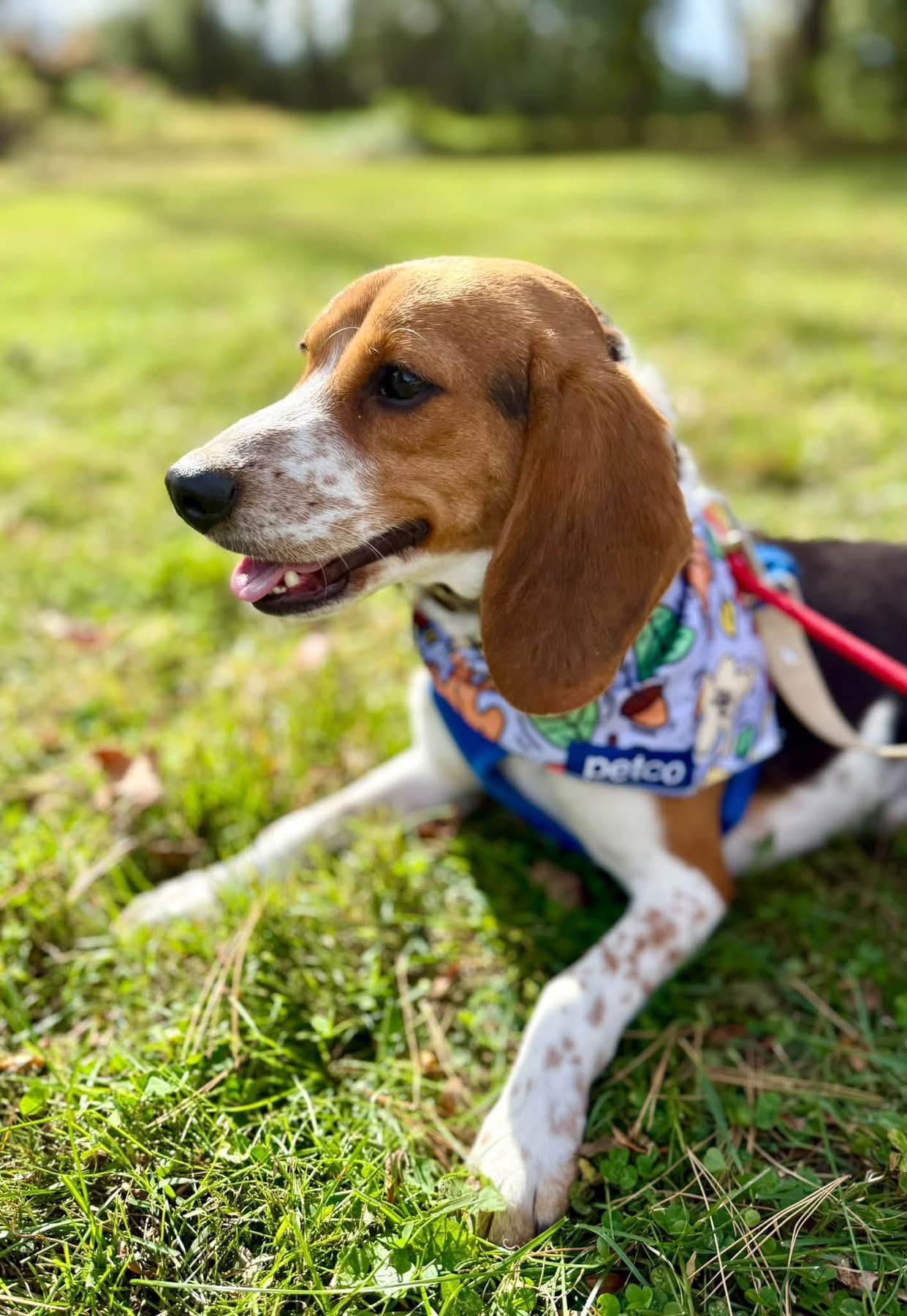 Dewey, Adoptable, Young Male Beagle.