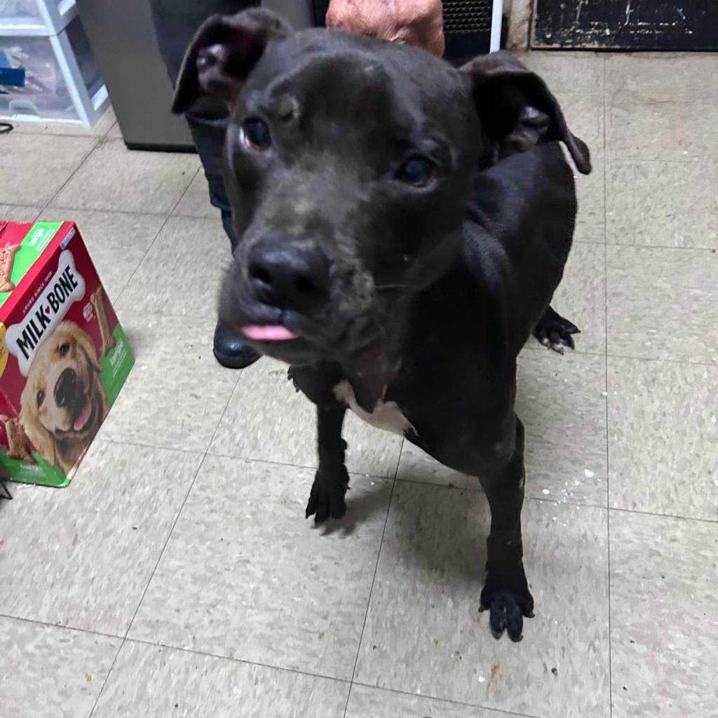 Motor Mouth, Adoptable, Adult Male Mixed Breed.