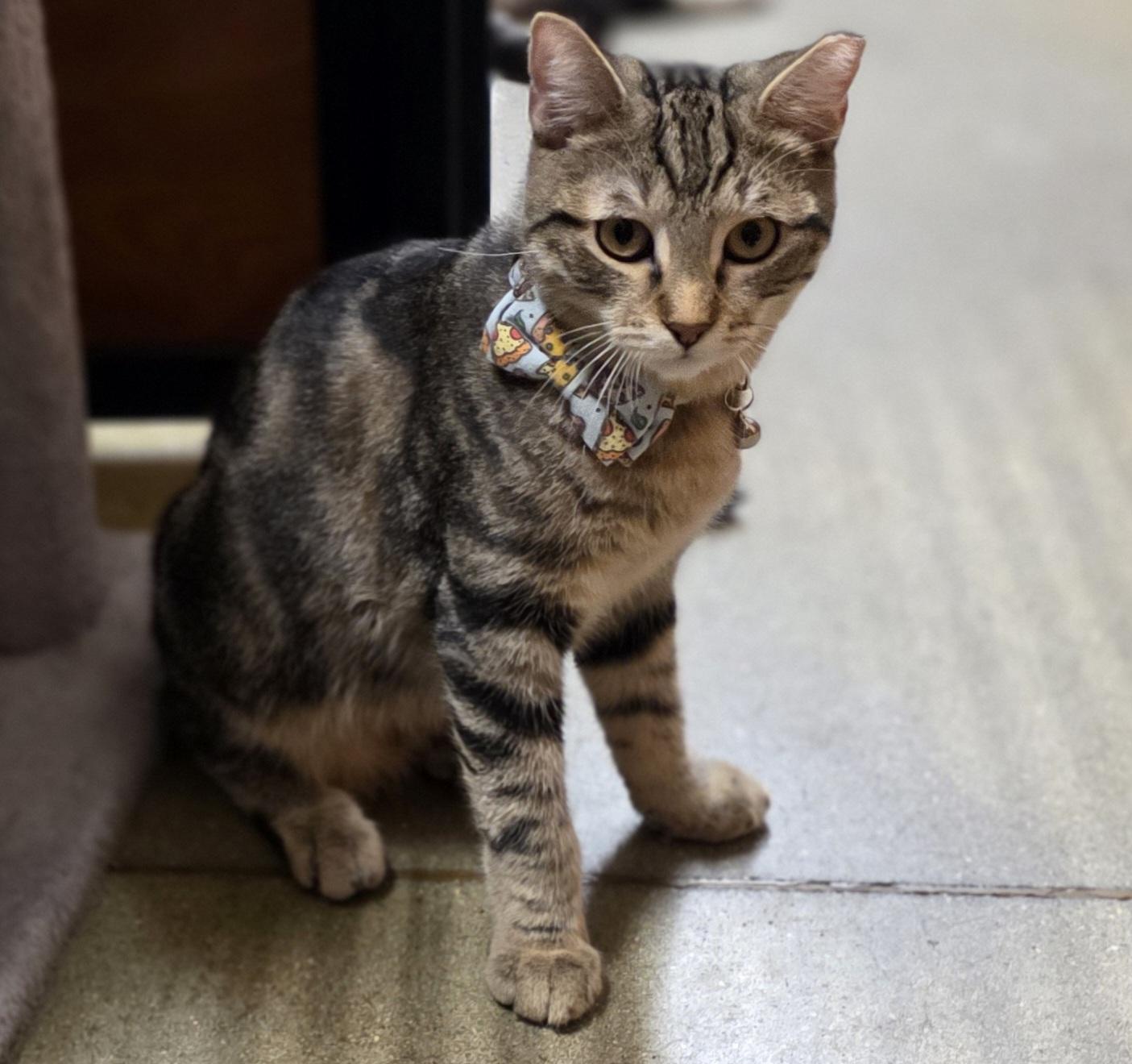 Little Miko (Come meet Miko at North Bergen Pet Smart!) photo 2