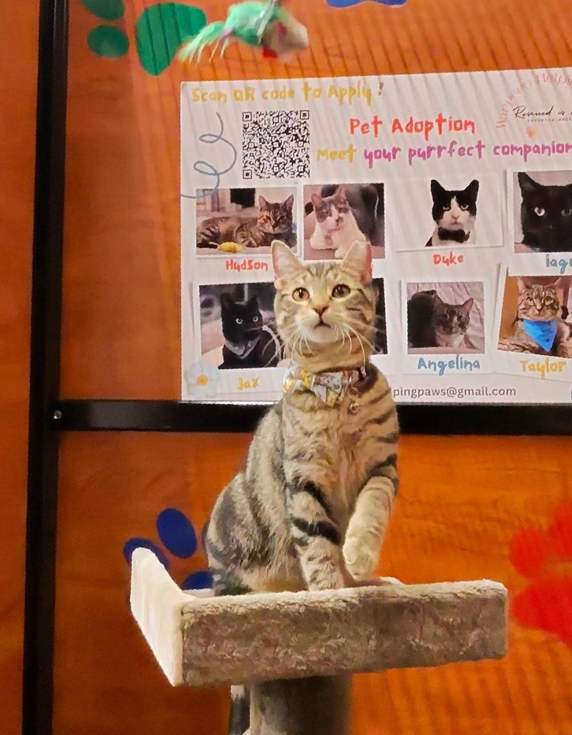 Little Miko (Come meet Miko at North Bergen Pet Smart!) photo 5