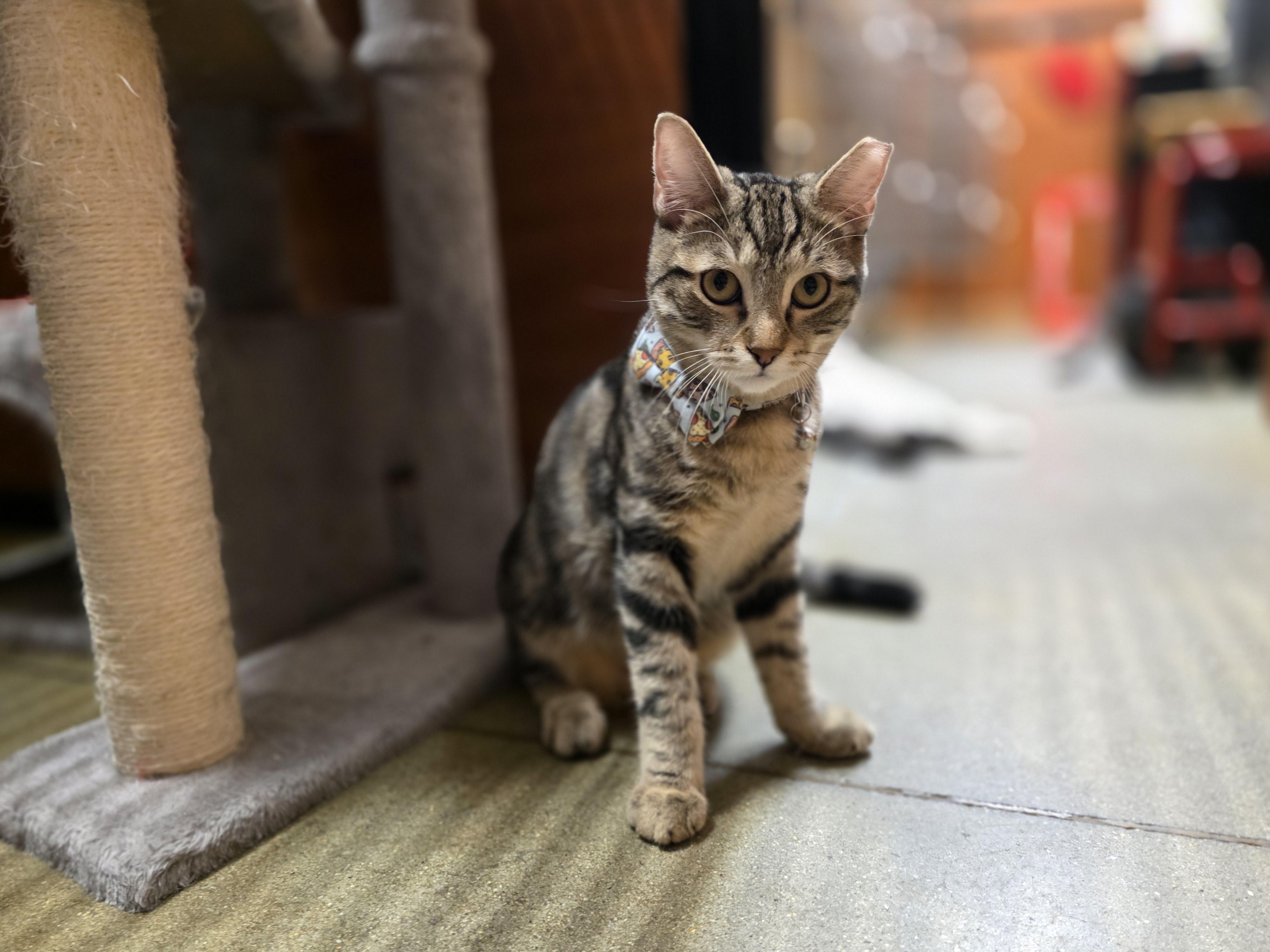 Little Miko (Come meet Miko at North Bergen Pet Smart!) photo 4
