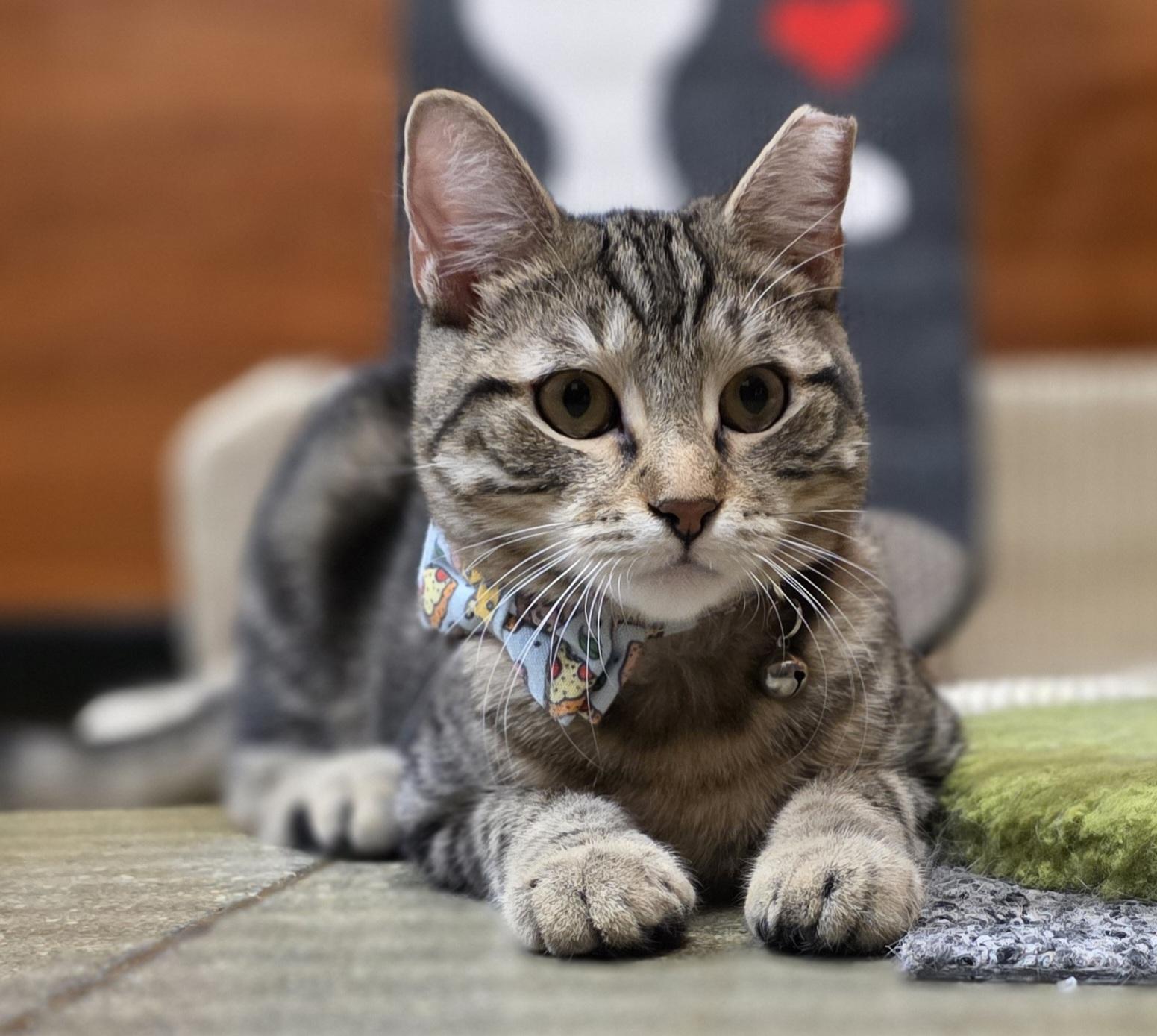 Little Miko (Come meet Miko at North Bergen Pet Smart!), Baby Male Tabby