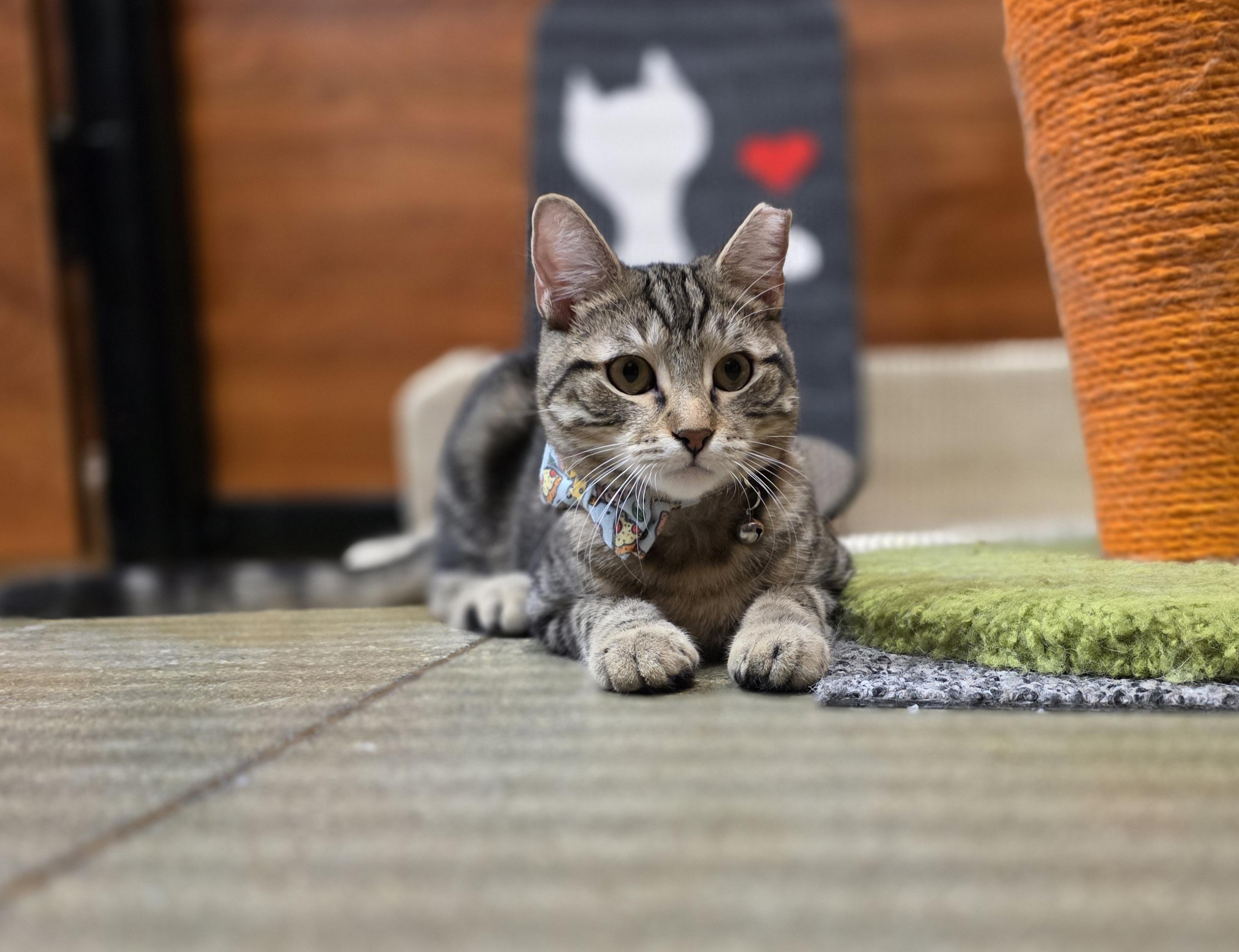 Little Miko (Come meet Miko at North Bergen Pet Smart!) photo 3