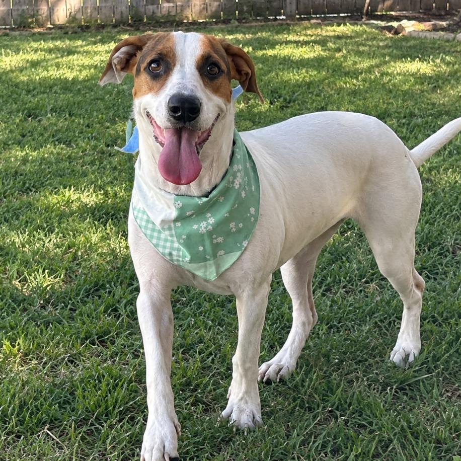 Scarlet, Adoptable, Young Female Basset Hound.