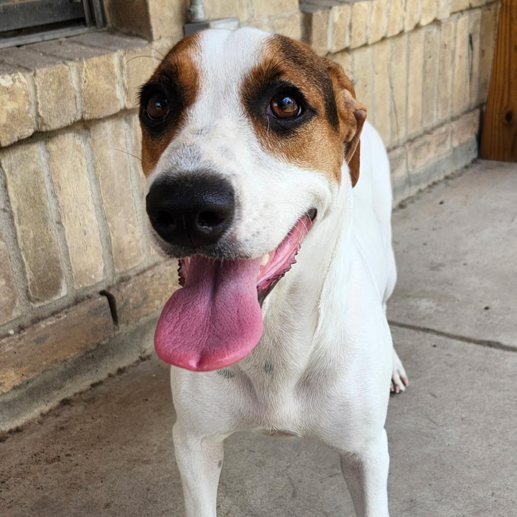 Enlarge Scarlet, a Adoptable Basset Hound in Laredo, TX image 2/5