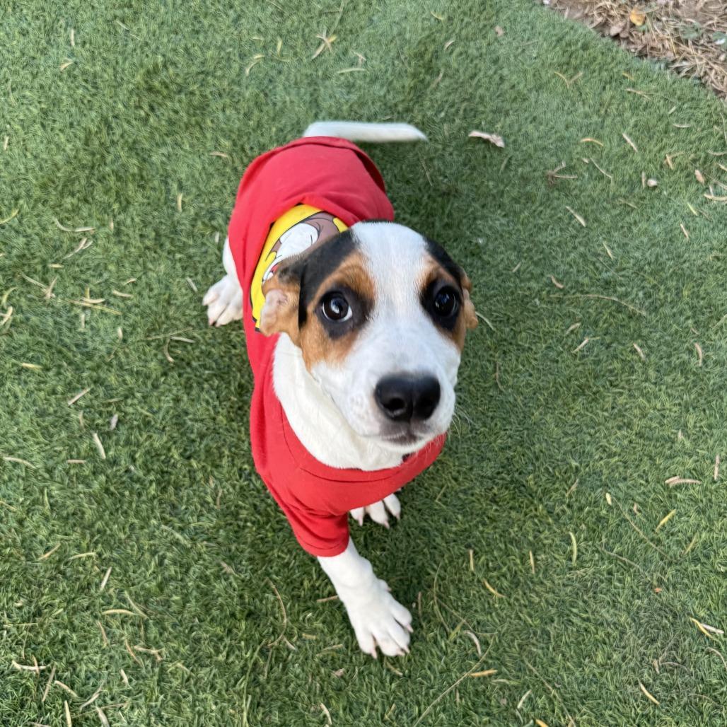 Enlarge Scarlet, a Adoptable Basset Hound in Laredo, TX image 3/5