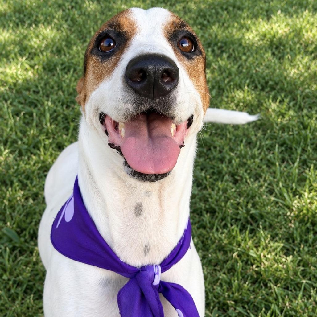 Enlarge Scarlet, a Adoptable Basset Hound in Laredo, TX image 4/5