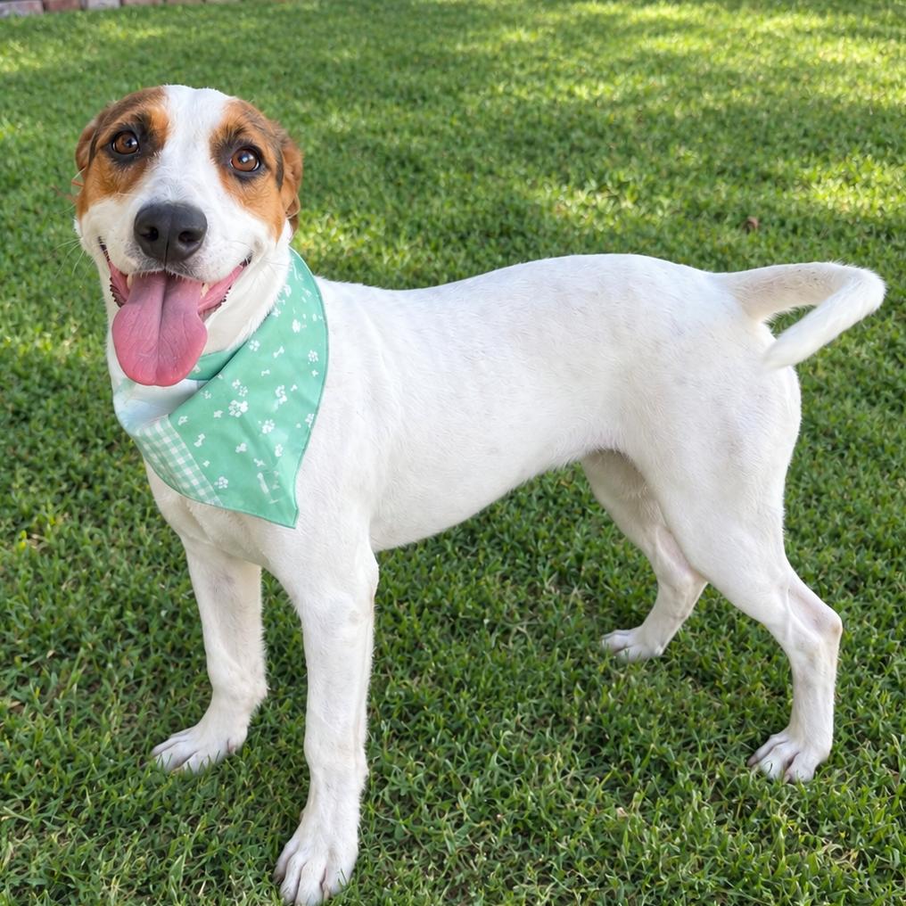 Enlarge Scarlet, a Adoptable Basset Hound in Laredo, TX image 5/5