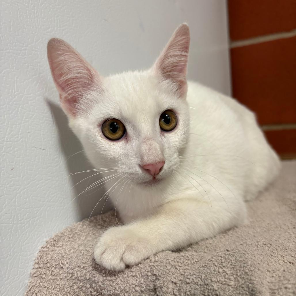 Pierogi, Adoptable, Kitten Male Domestic Short Hair.
