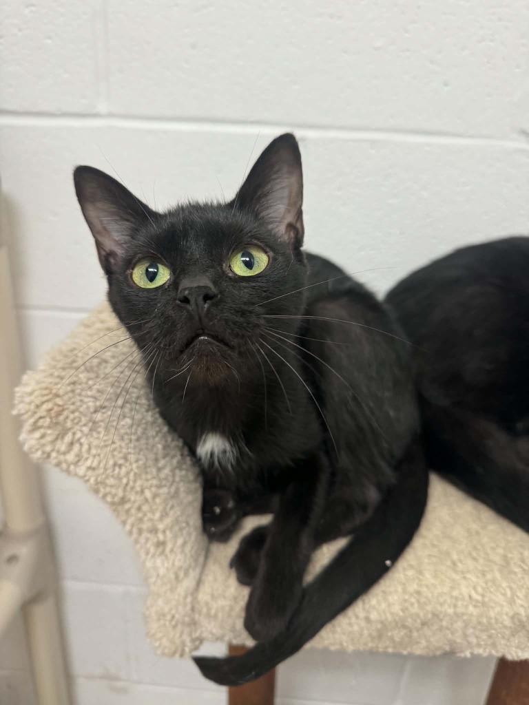 Enlarge MoJo-JoJo, a Adoptable mixed breed in Marion, OH image 1/2