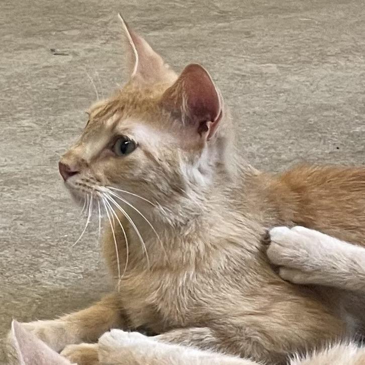 Cormac, Adoptable, Young Male Domestic Short Hair.