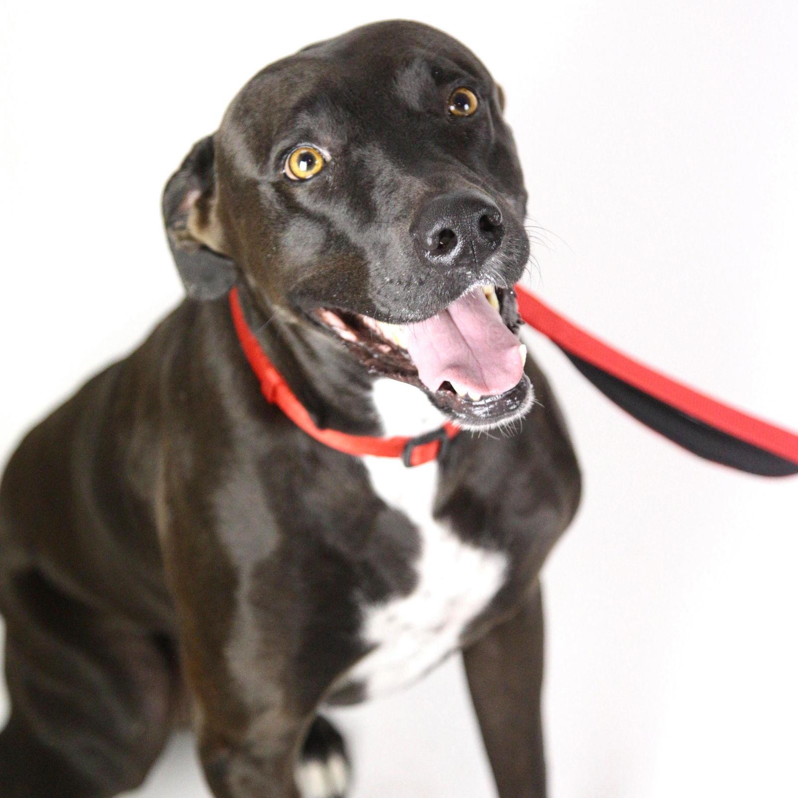 Niko, Adoptable, Adult Male Labrador Retriever.