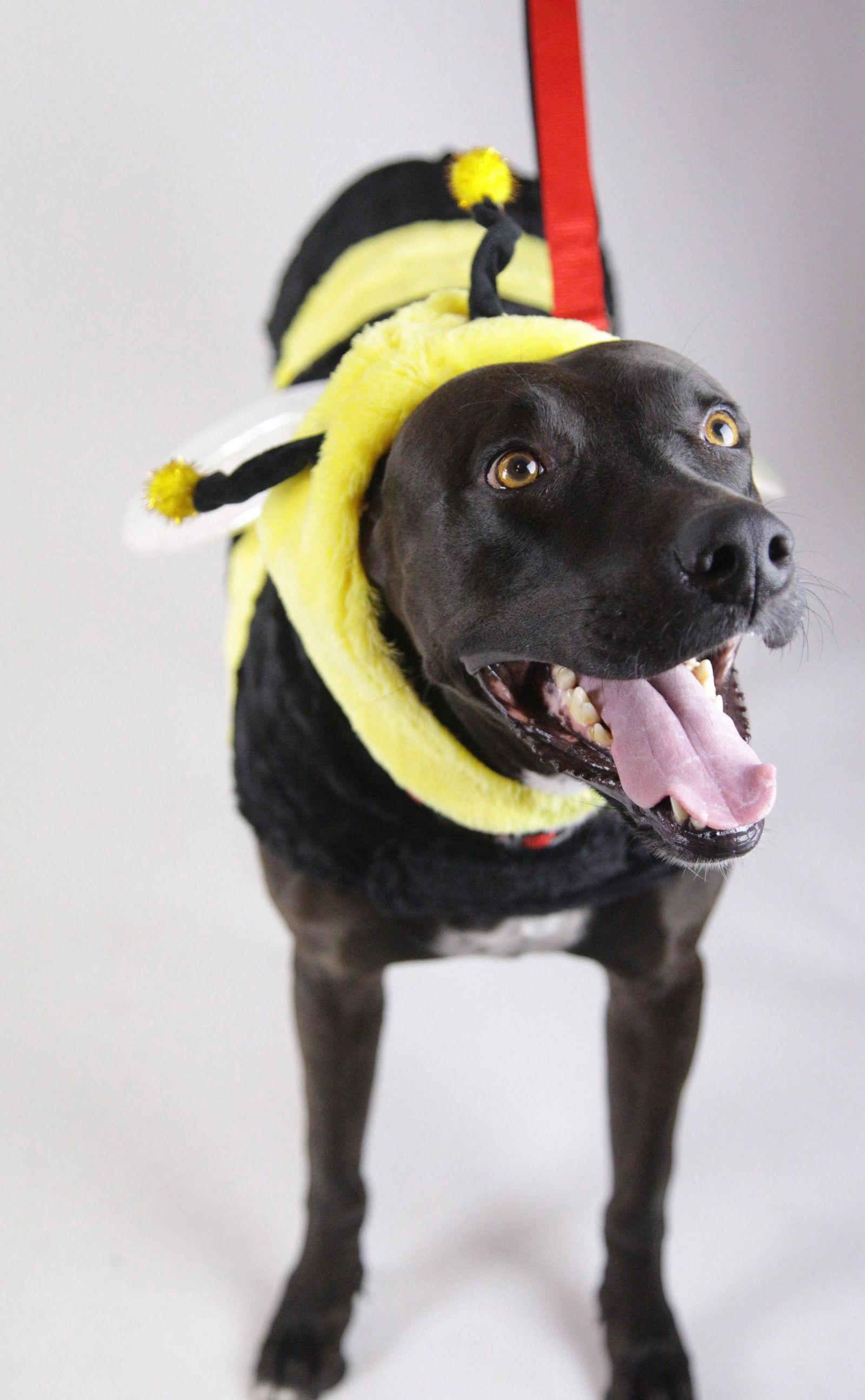 Enlarge Niko, a Adoptable Labrador Retriever in Florence, AZ image 2/3