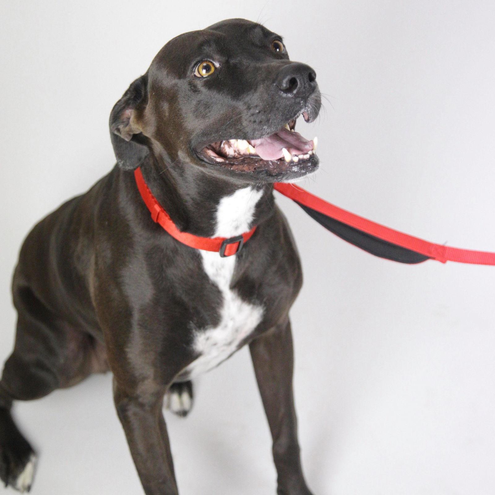 Enlarge Niko, a Adoptable Labrador Retriever in Florence, AZ image 3/3