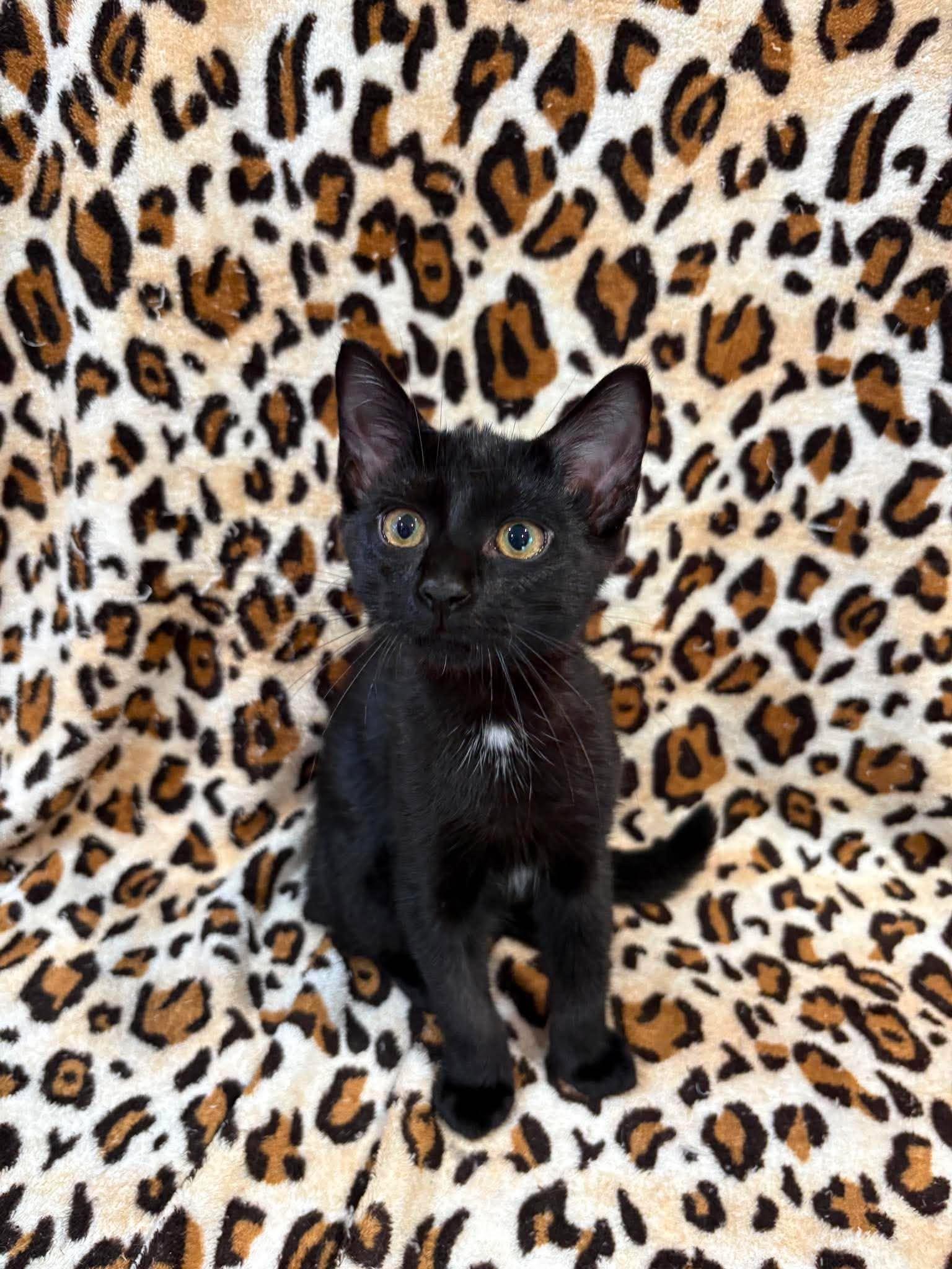 Enlarge ESPRESSO, an adopted Domestic Medium Hair in Tillsonburg, ON image 2/2