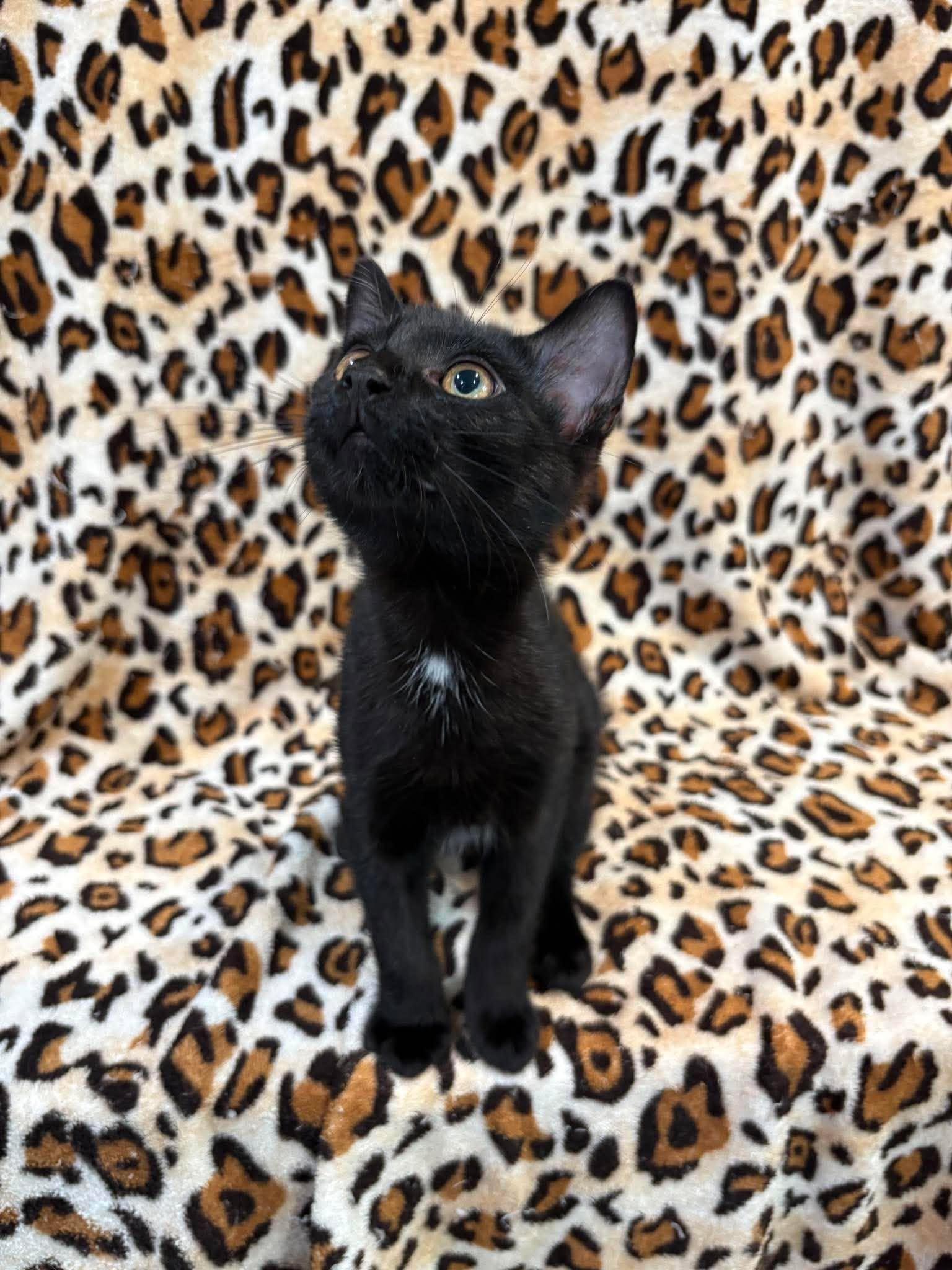 ESPRESSO, adopted, Kitten Male Domestic Medium Hair.