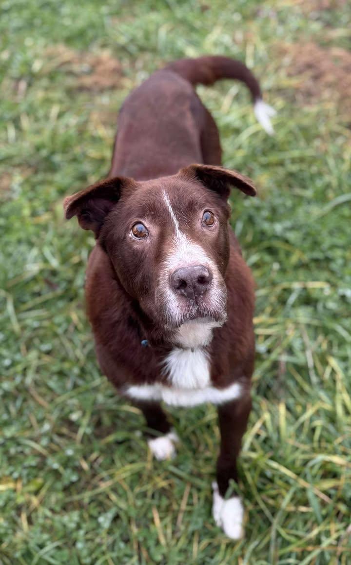 Gimpy, Adoptable, Adult Male Mixed Breed.