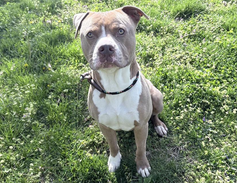 Noodle McDoodle , a ADOPTABLE Pit Bull Terrier in Columbus, IN image 2/2