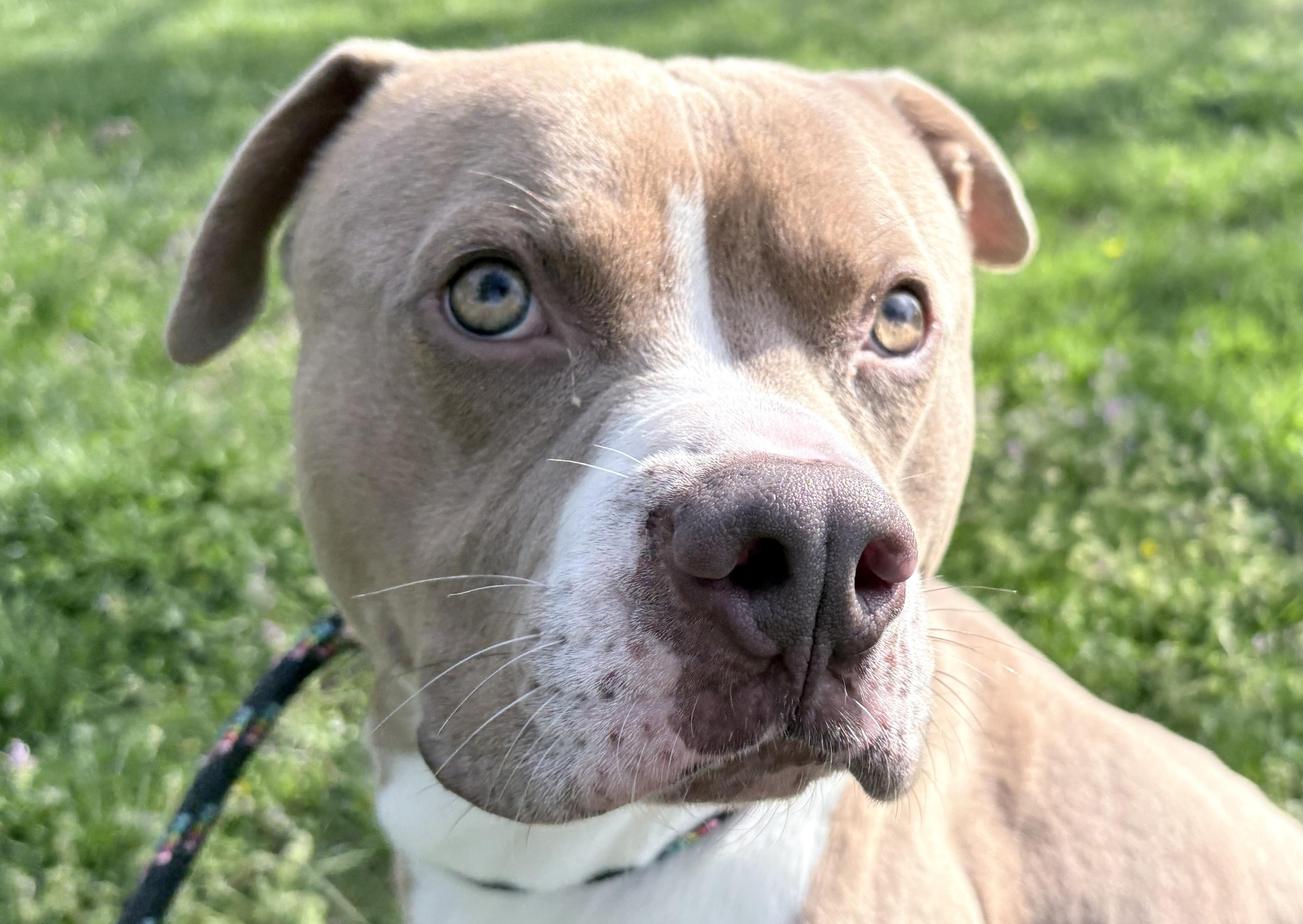 Noodle McDoodle , ADOPTABLE, Adult Male Pit Bull Terrier.