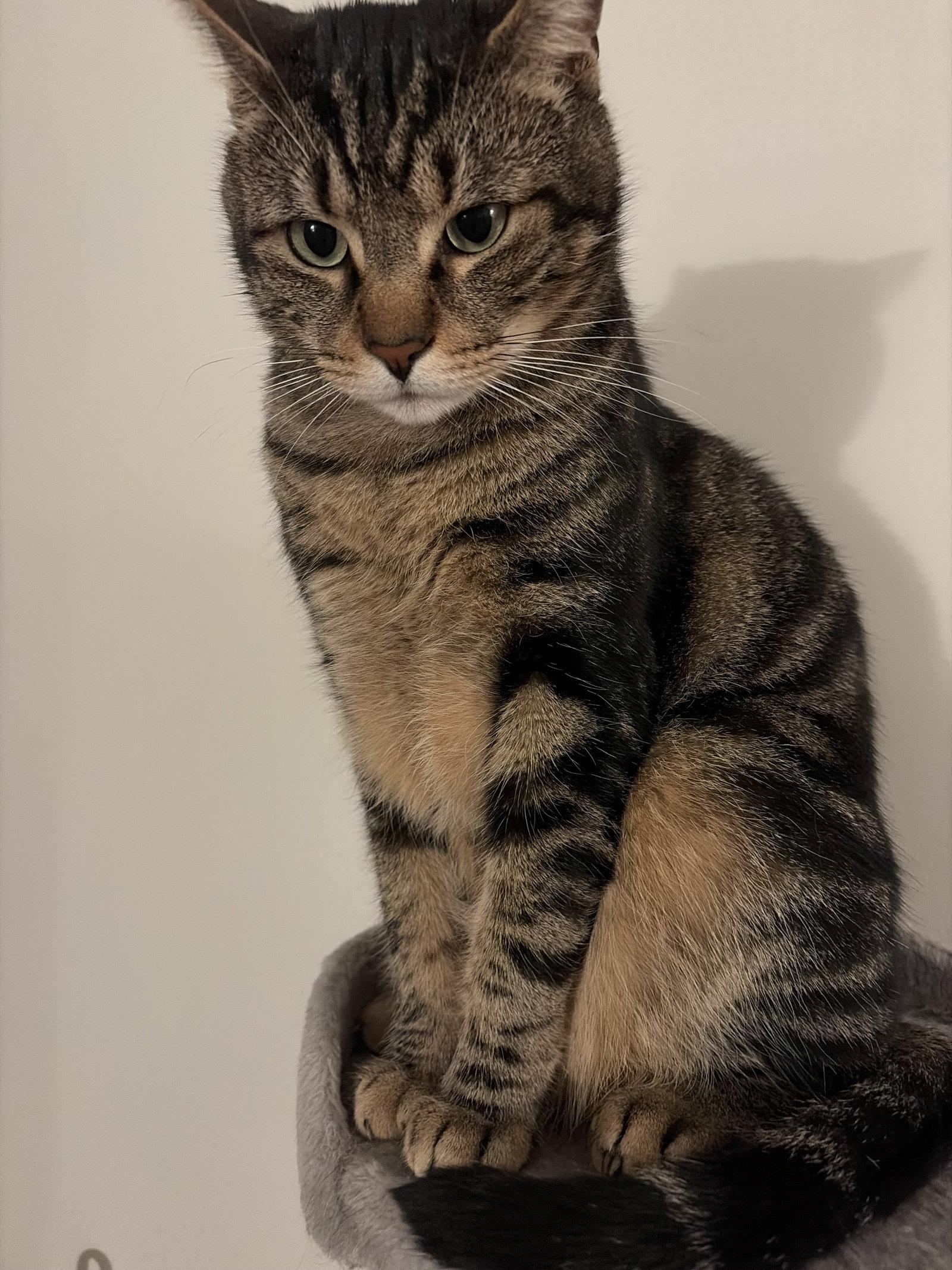 Jasper, Adopted, Adult Male Domestic Short Hair.