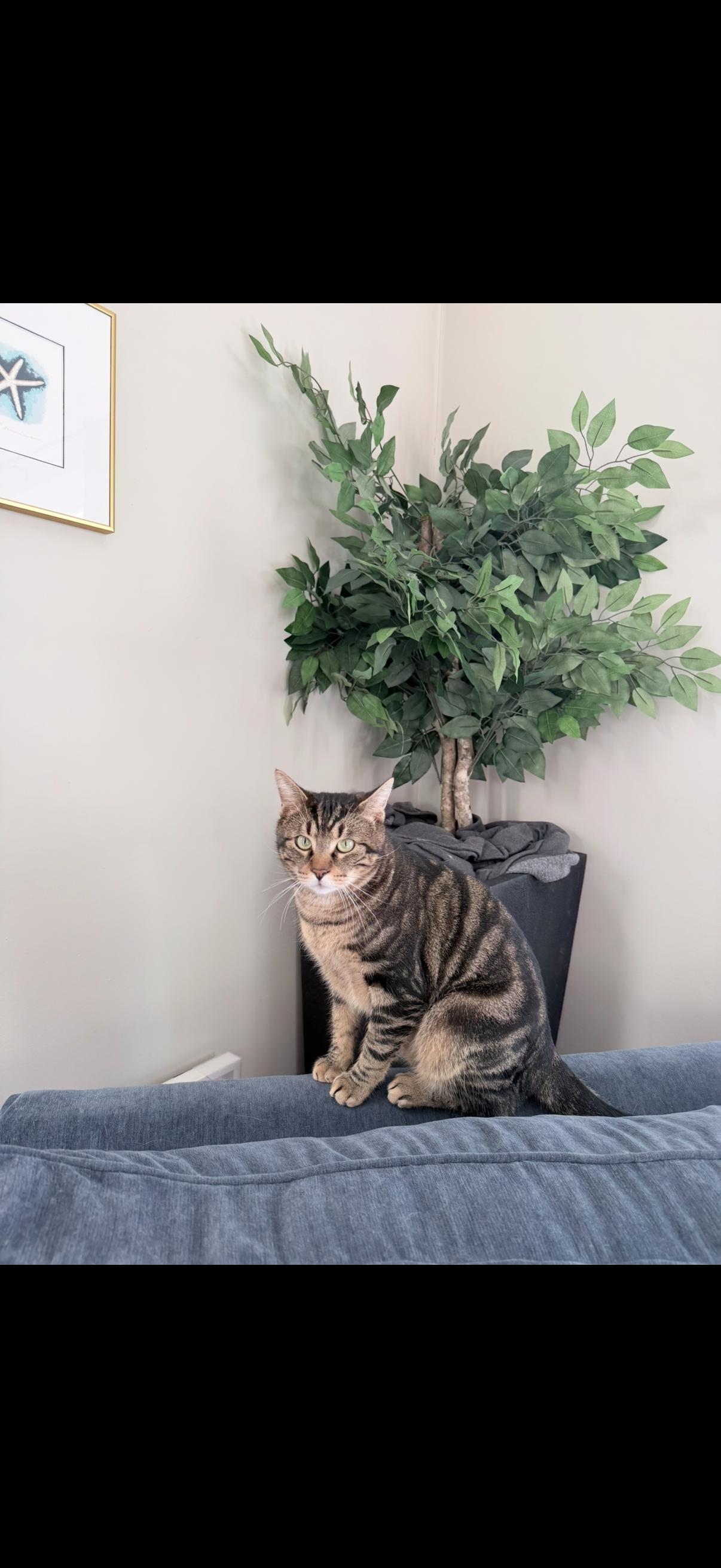 Jasper, a Adopted Domestic Short Hair in East Derry, NH image 2/3