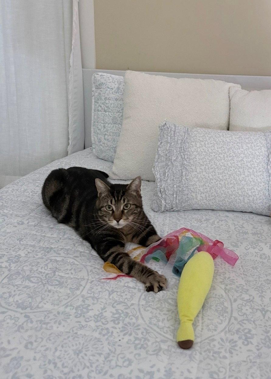 Jasper, a Adopted Domestic Short Hair in East Derry, NH image 3/3