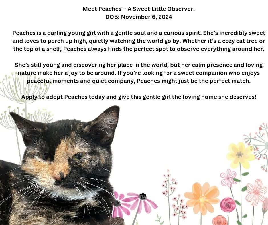 Enlarge Peaches, a Adoptable Domestic Short Hair in Tama, IA image 1/1