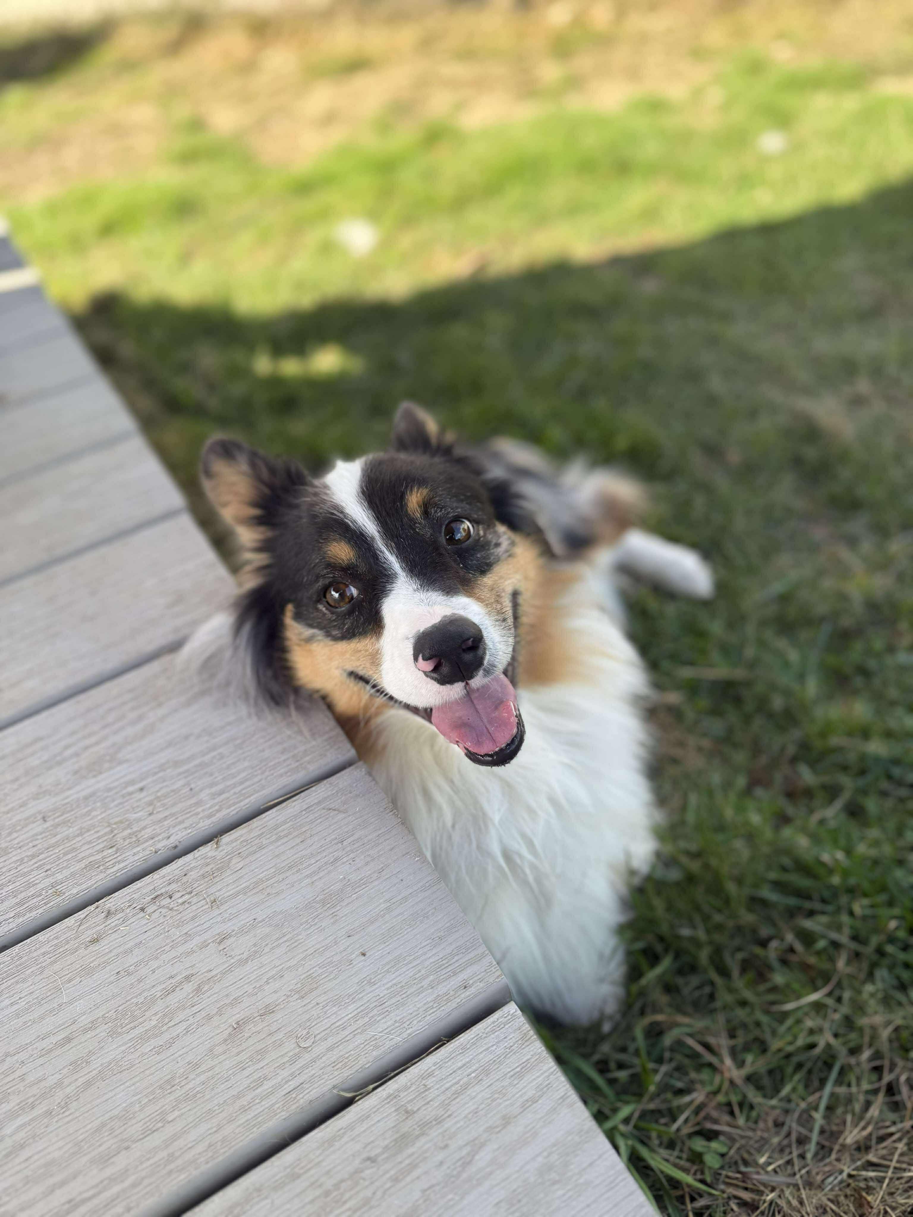 Mushu, Adoptable, Adult Male Corgi & Australian Shepherd.