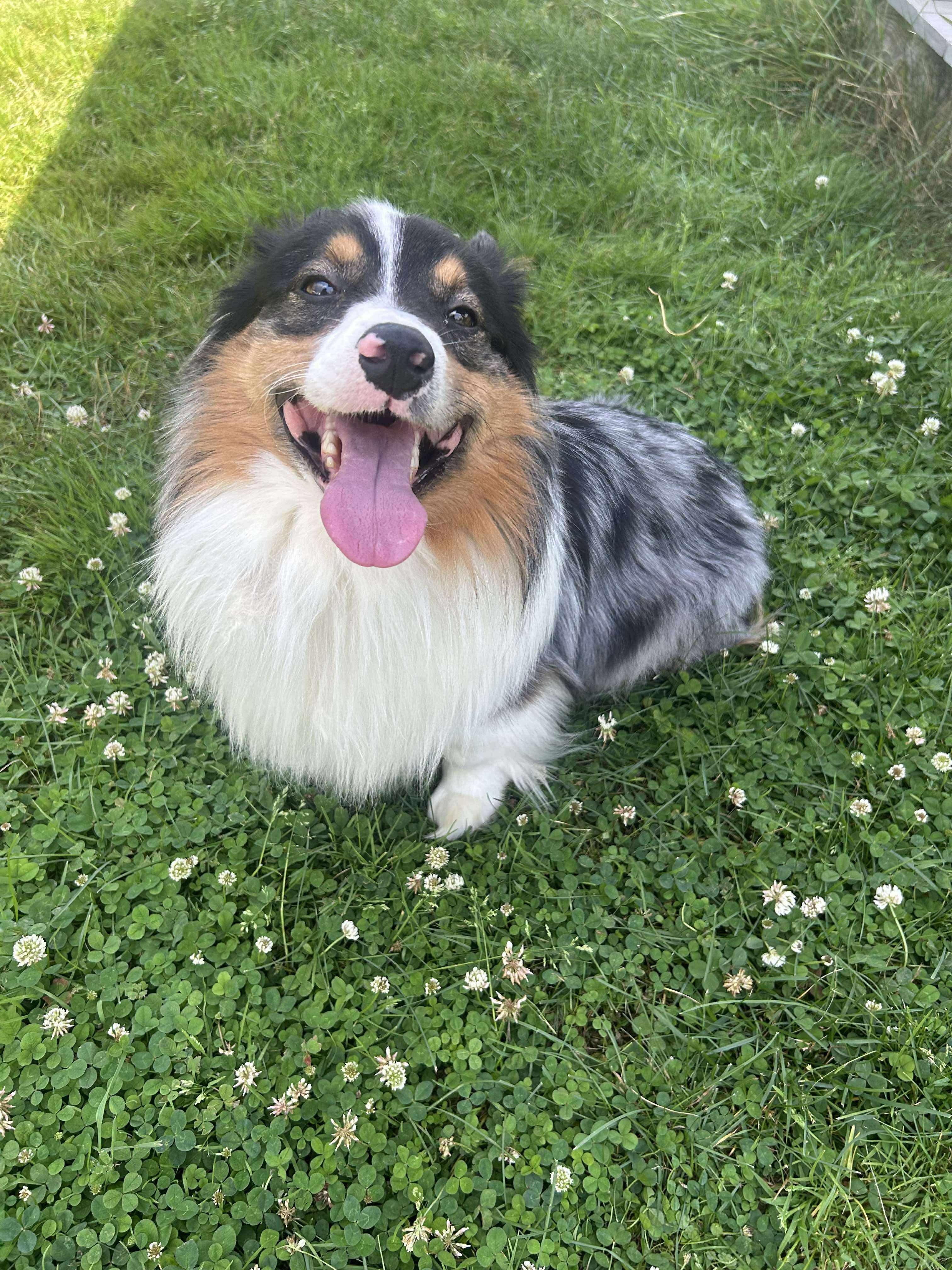 Enlarge Mushu, a Adoptable mixed breed in Paris, ME image 2/4