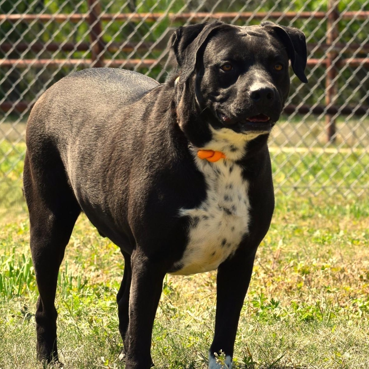 Elijah, a Adoptable mixed breed in Belchertown, MA image 3/6