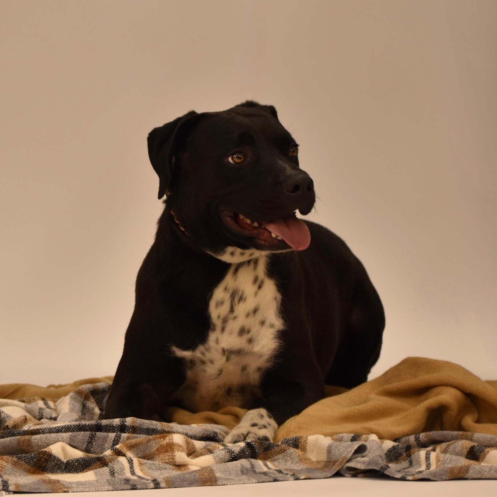 Enlarge Elijah, a Adoptable mixed breed in Belchertown, MA image 2/5