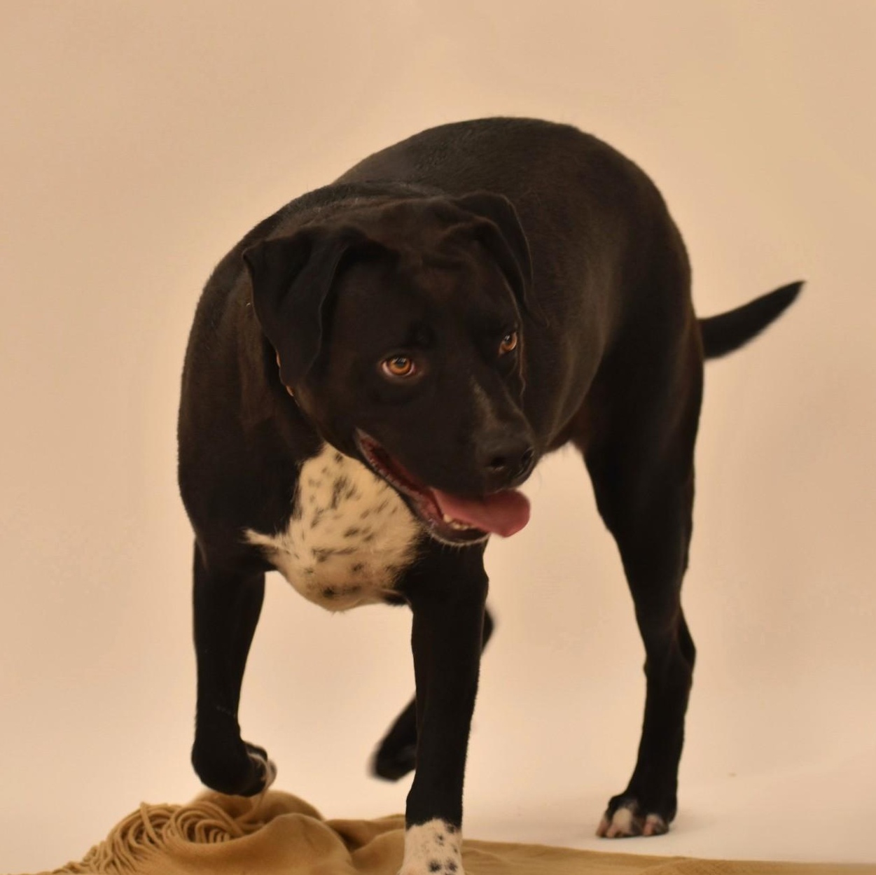 Enlarge Elijah, a Adoptable mixed breed in Belchertown, MA image 3/5