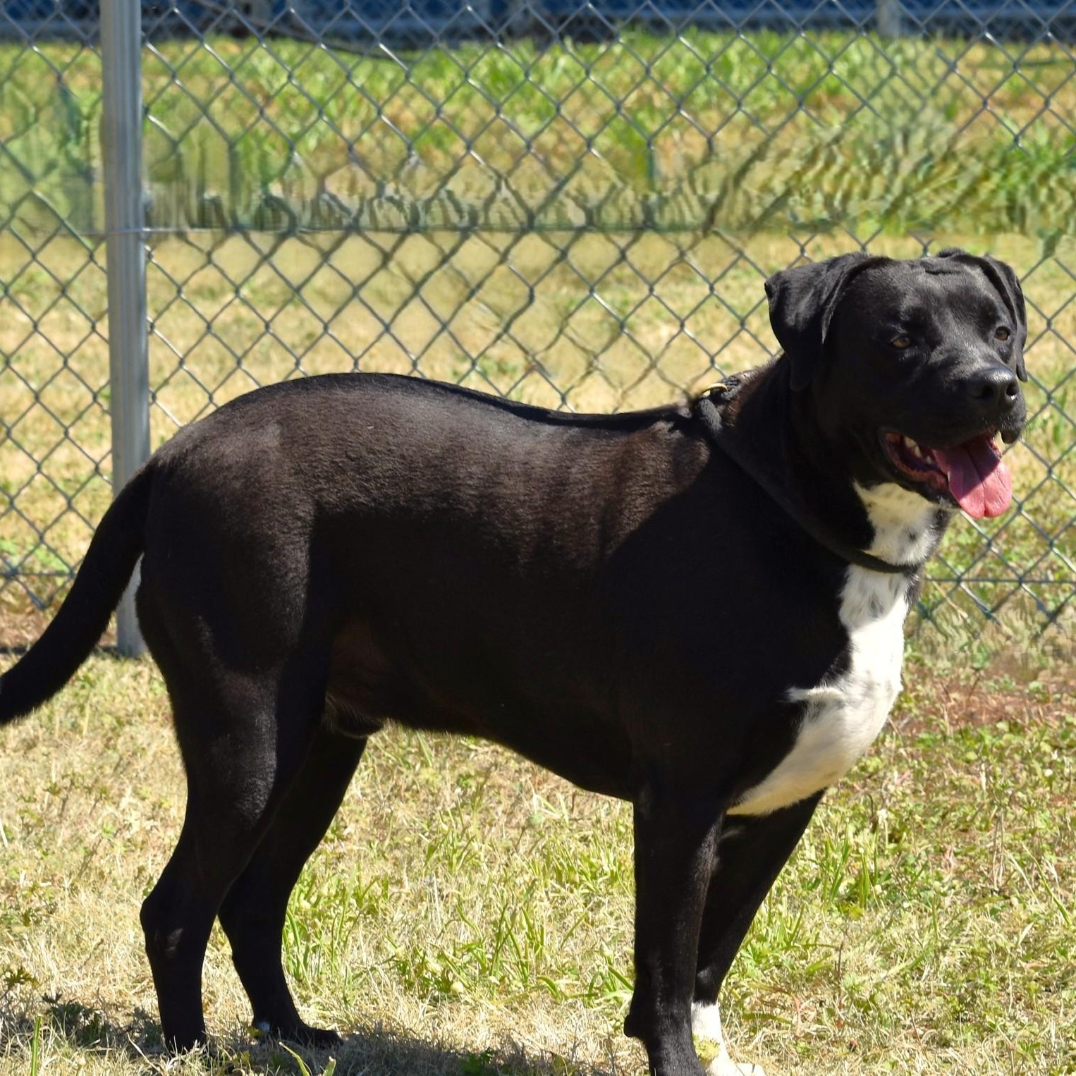 Elijah, a Adoptable mixed breed in Belchertown, MA image 6/6