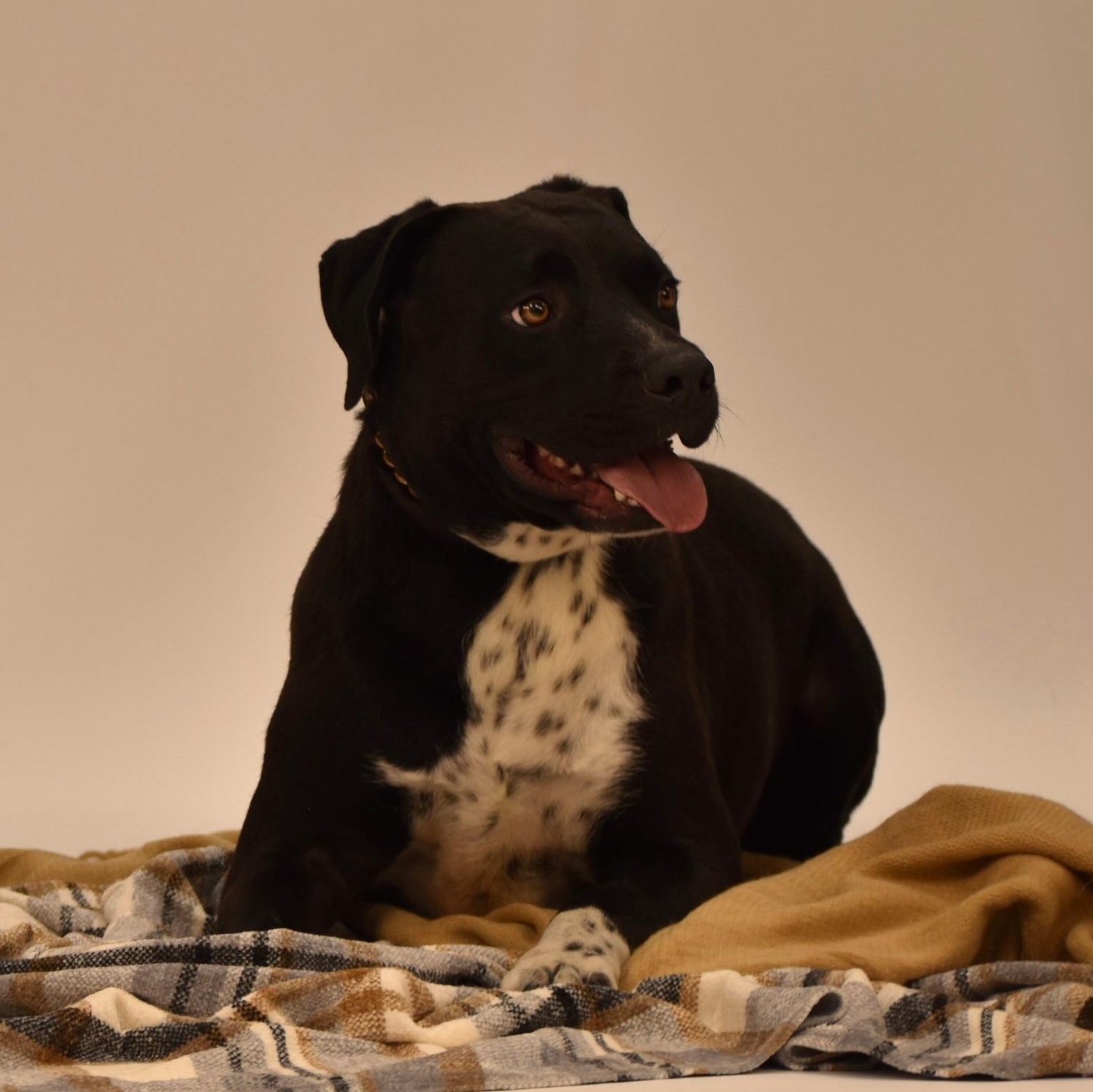 Enlarge Elijah, a Adoptable mixed breed in Belchertown, MA image 4/5
