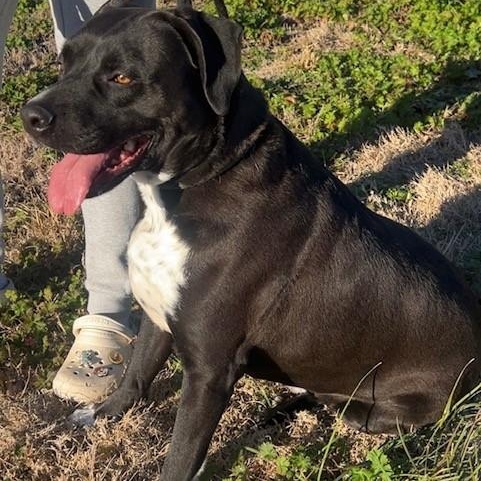 Elijah, Adoptable, Adult Male Labrador Retriever & Terrier.