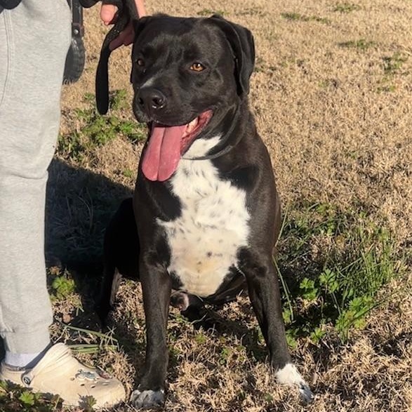 Elijah, a Adoptable mixed breed in Belchertown, MA image 5/6
