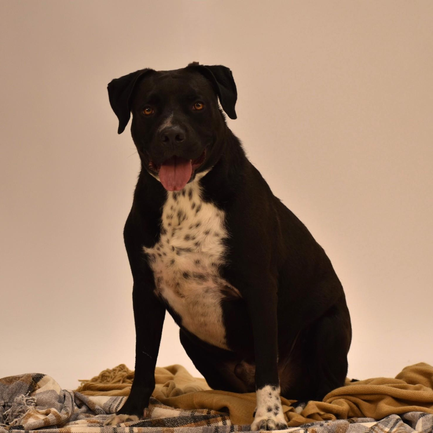 Enlarge Elijah, a Adoptable mixed breed in Belchertown, MA image 5/5