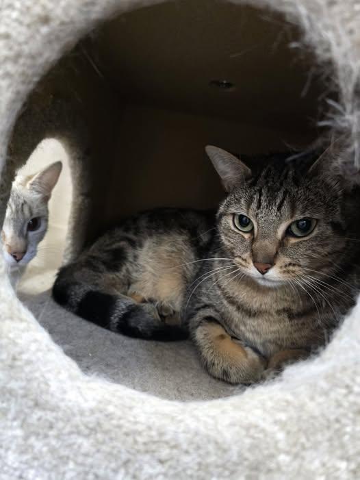 Shelby, ADOPTABLE, Adult Female Domestic Short Hair.
