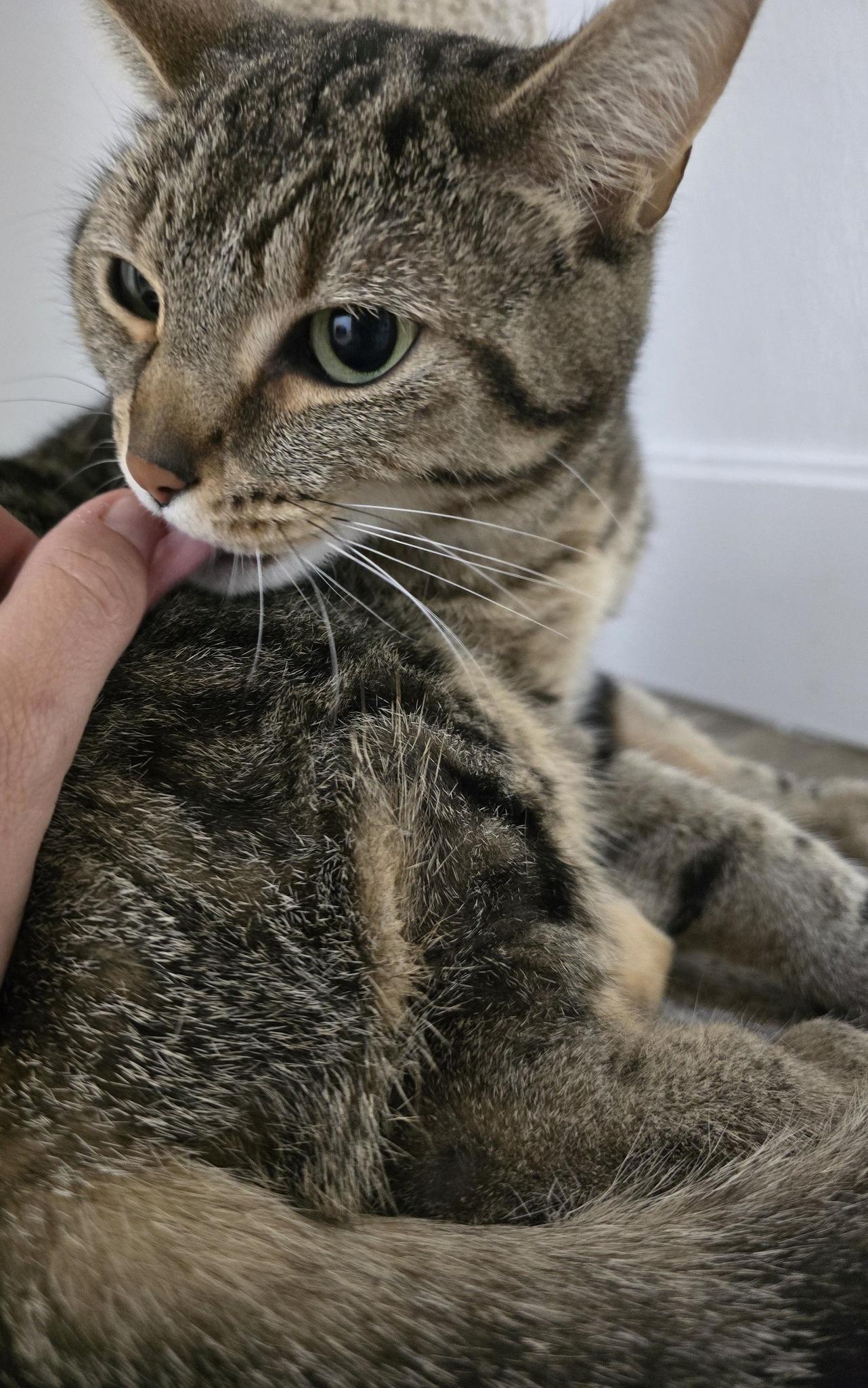 Shelby, ADOPTABLE, Adult Female Domestic Short Hair.