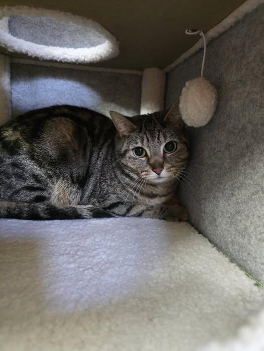 Shelby, ADOPTABLE, Adult Female Domestic Short Hair.