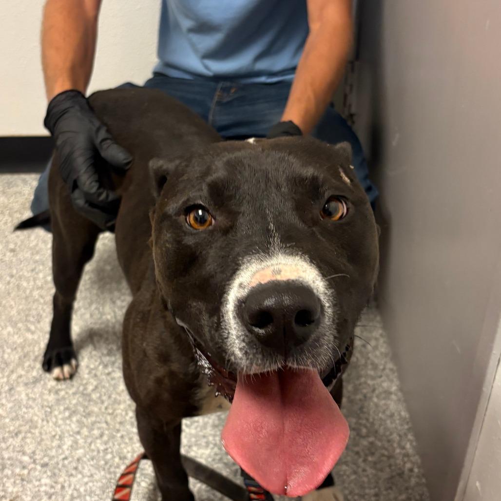 Romeo, Adoptable, Adult Male Mixed Breed.