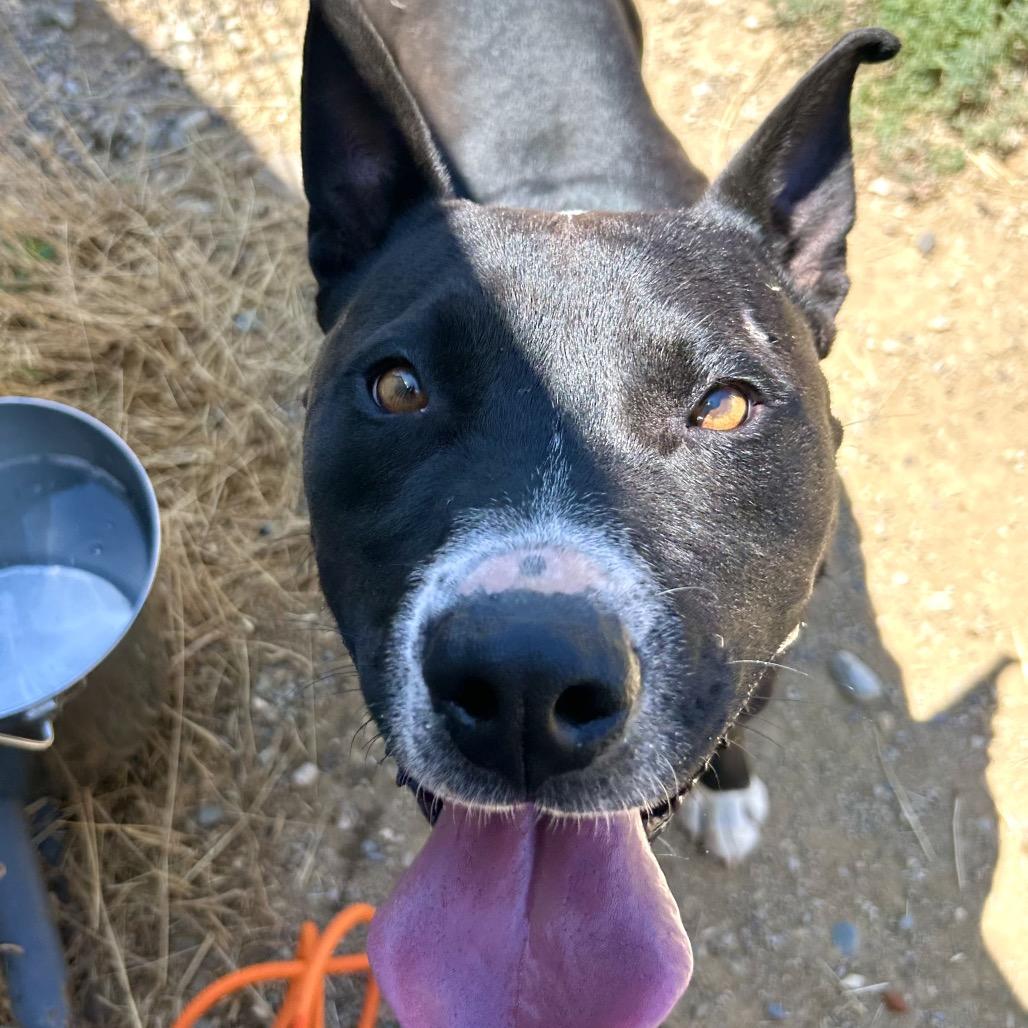 Romeo, a Adoptable Mixed Breed in Taos, NM image 2/6
