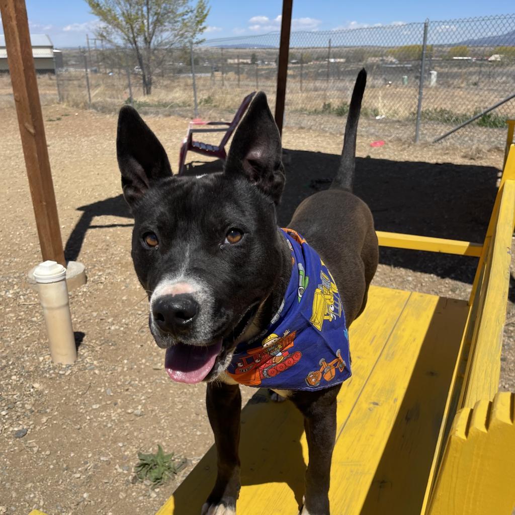 Romeo, a Adoptable Mixed Breed in Taos, NM image 3/6