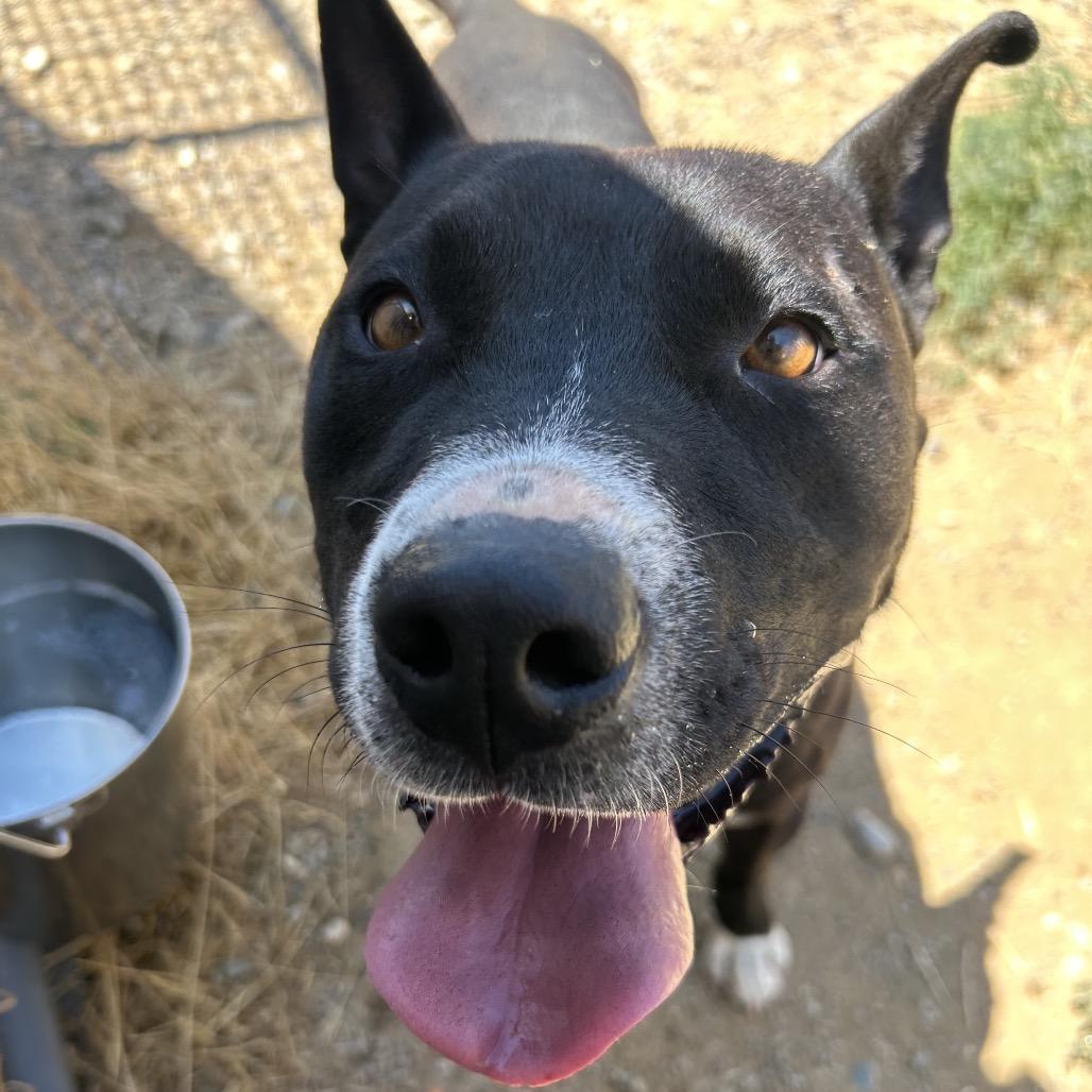 Romeo, a Adoptable Mixed Breed in Taos, NM image 4/6