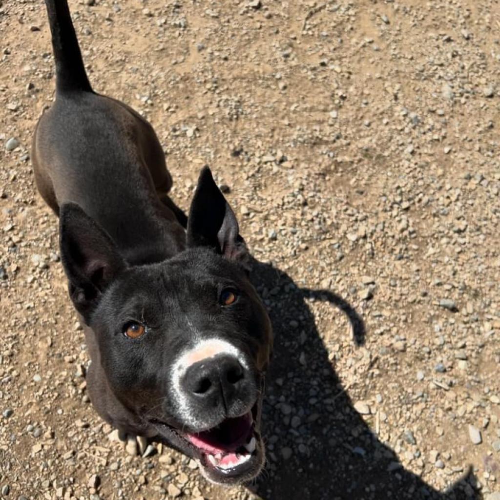 Romeo, a Adoptable Mixed Breed in Taos, NM image 5/6