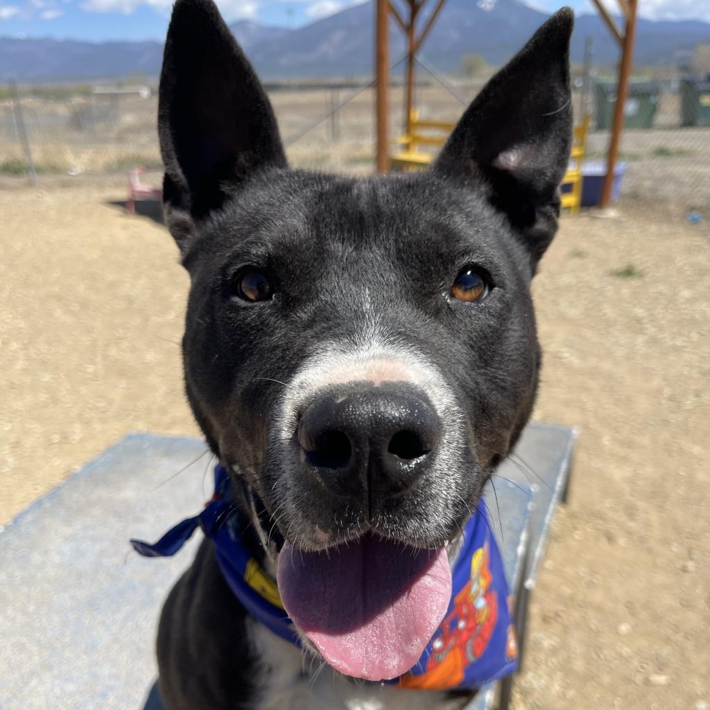 Romeo, a Adoptable Mixed Breed in Taos, NM image 6/6