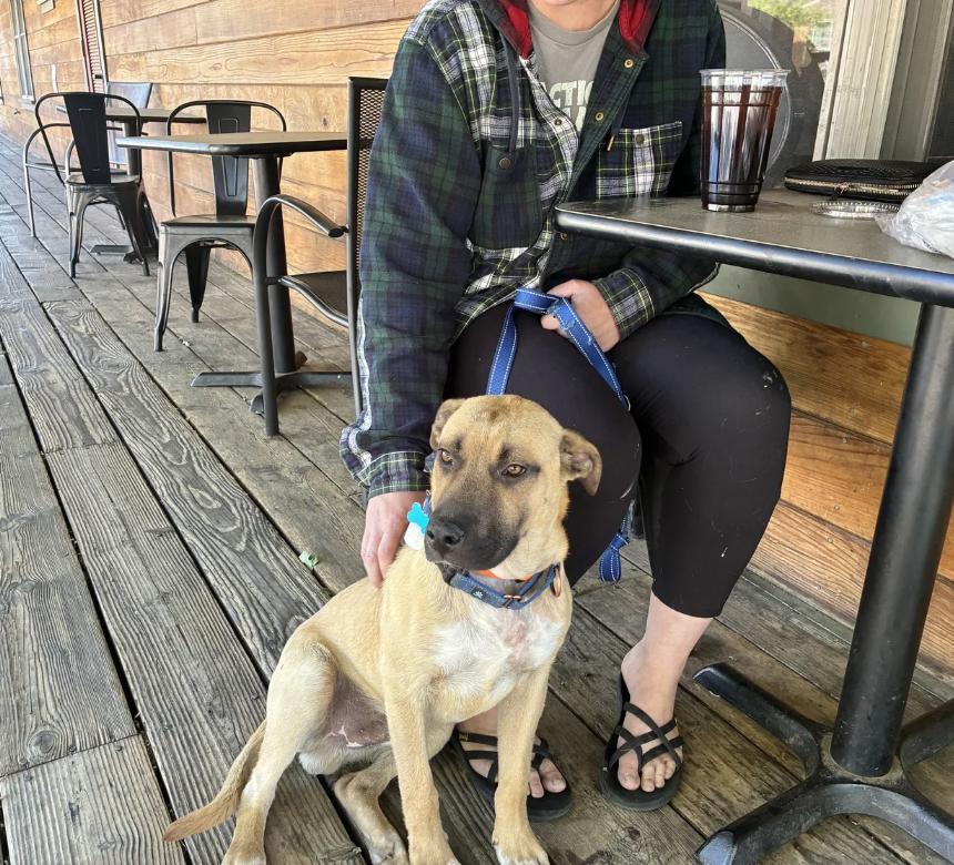 Vox, an adopted mixed breed in Davis, CA image 2/4